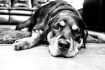 Subject Dog
