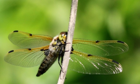 Dragonfly enlarged and cropped