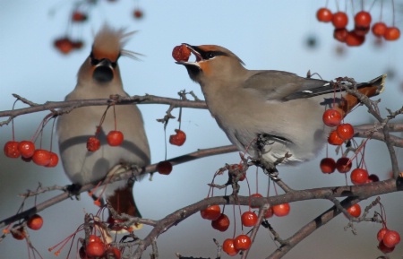 Waxwings enlarged and cropped