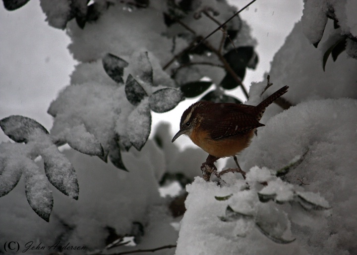 Snow Birds IV - Carolina Wren