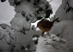 Snow Birds IV - C...