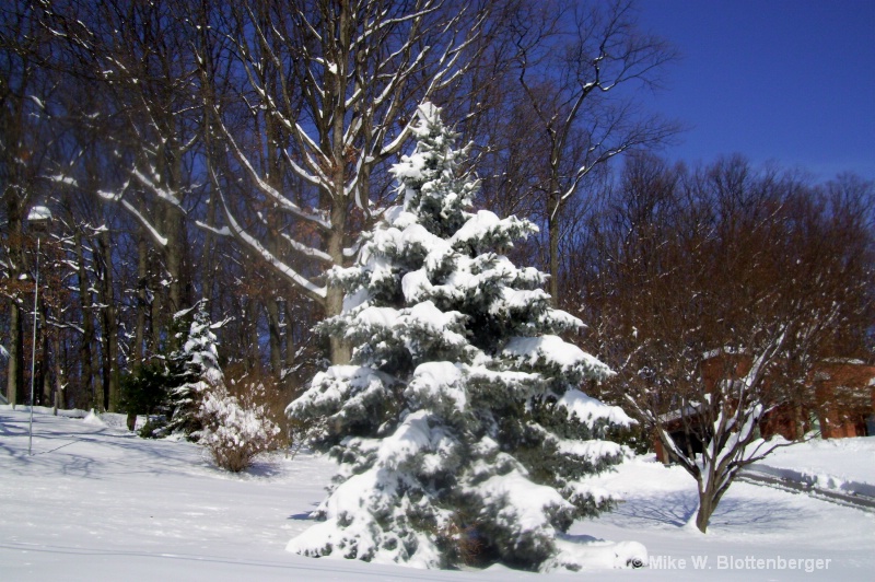 blue spruce in the snow