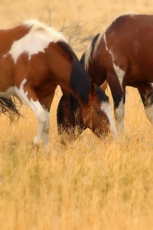 Wild Ponies