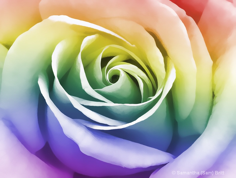 Rainbow Rose