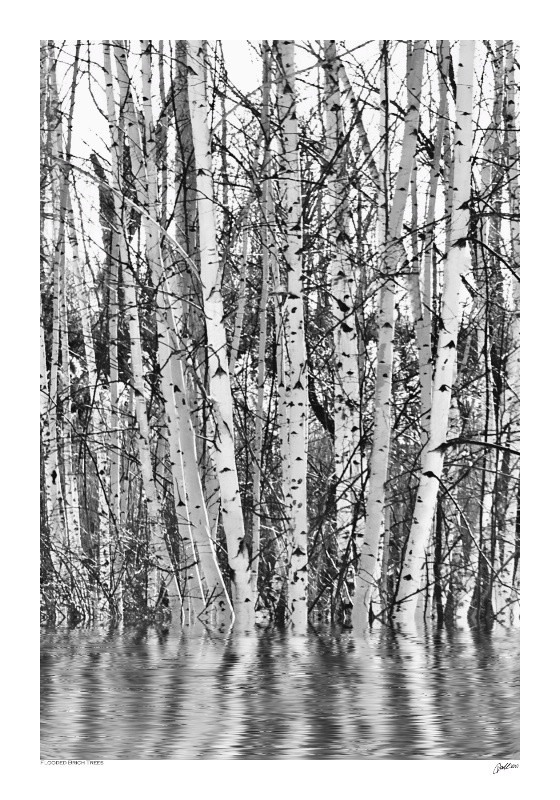 Flooded Birch Trees