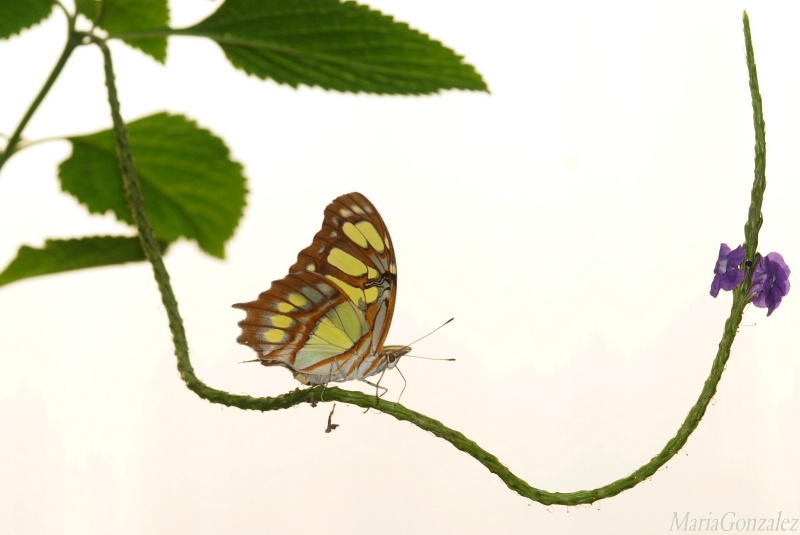 Nectar Gathering