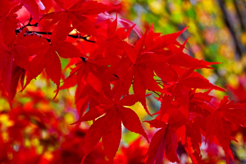 Red Maple