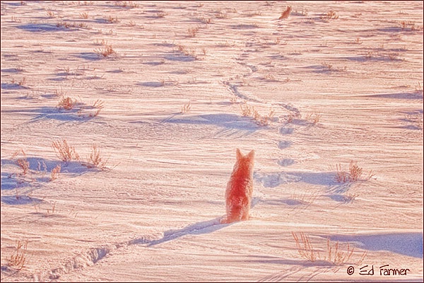 Coyote Contemplation