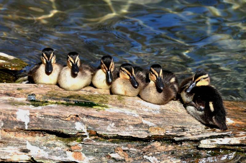 Baby ducks