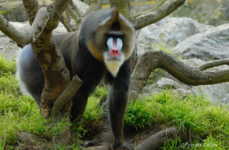 Mandrill