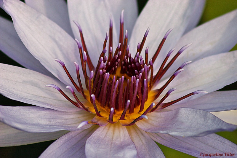 Water Lily  - ID: 11299822 © Jacqueline A. Tilles
