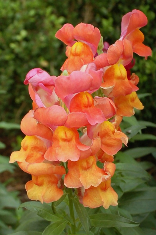 ~Snapdragon~