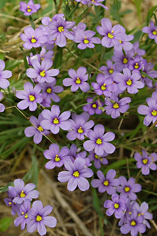 ~Purple Wildflowers~