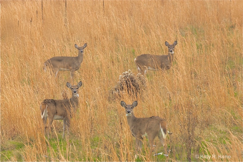 Four Deer - ID: 11303289 © Kitty R. Kono