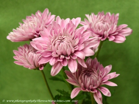 Pink Mums