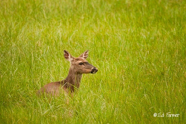 Young Doe In Cades Cove