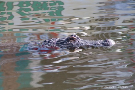 With Polarizer - Gator taking a swim