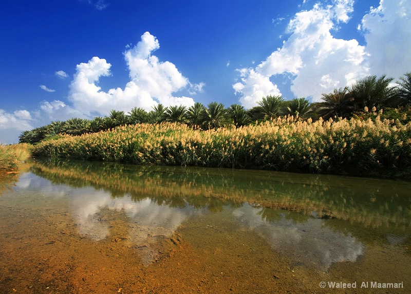 Nature reflection 