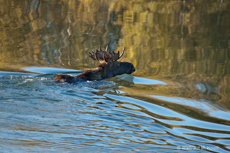 Moose with Fall Color Reflections