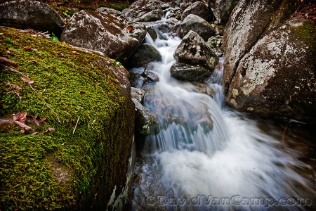 Fern Gully