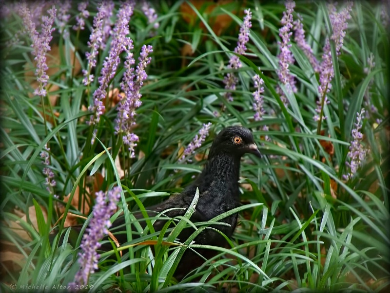 Bird in Bush