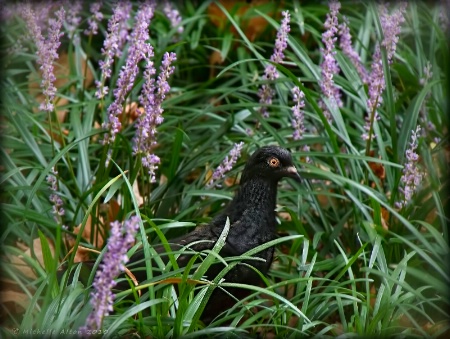 Bird in Bush