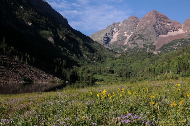 Maroon Bells  Wildflowers