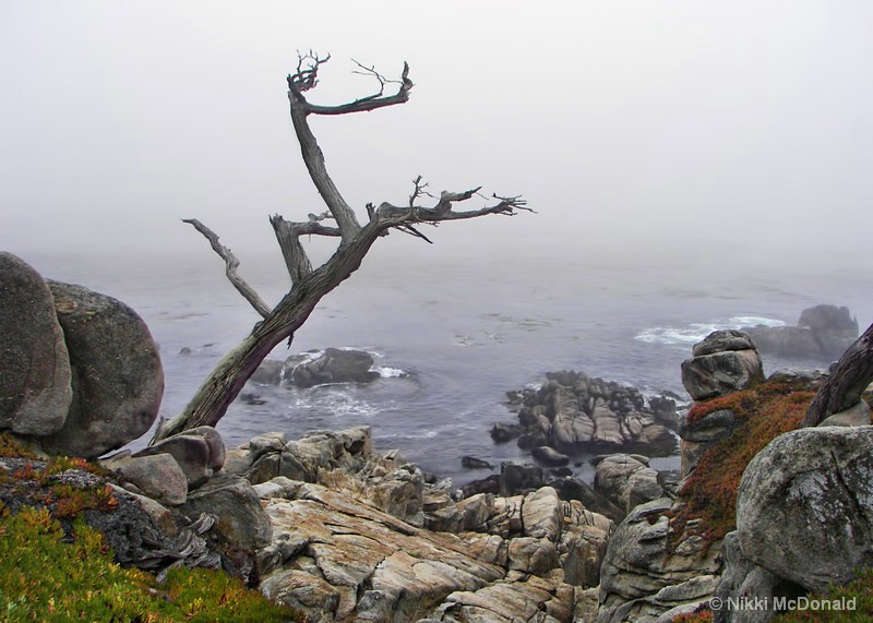 Monterey Mist