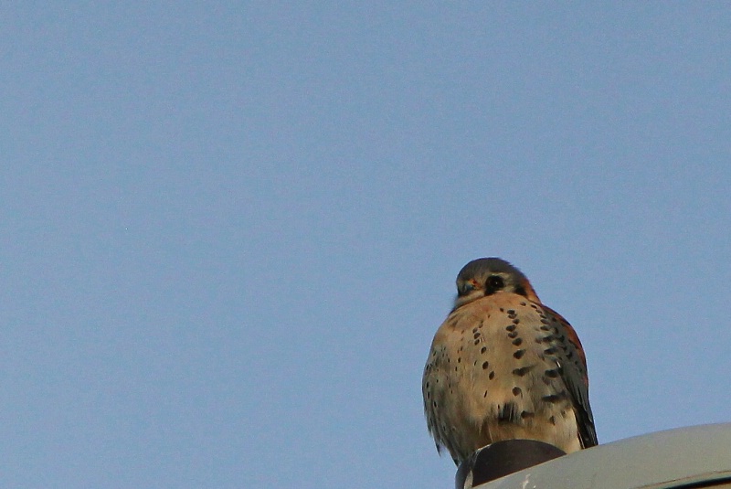 Kestral - ID: 11305805 © Susan Popp