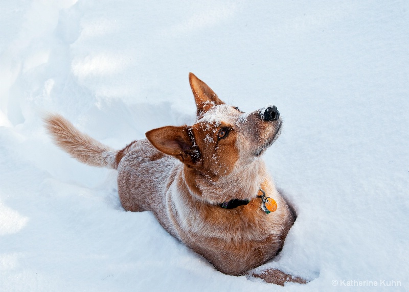 Snow Dog