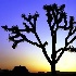 2Joshua Tree Sundown - ID: 11306193 © Kathy Salerni