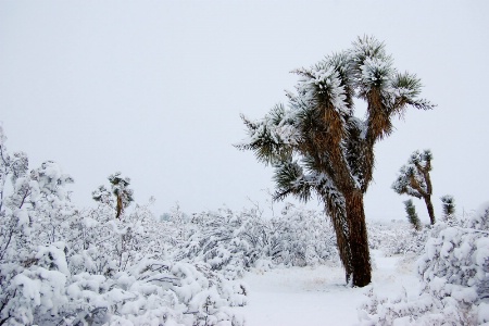 First Snow 2011