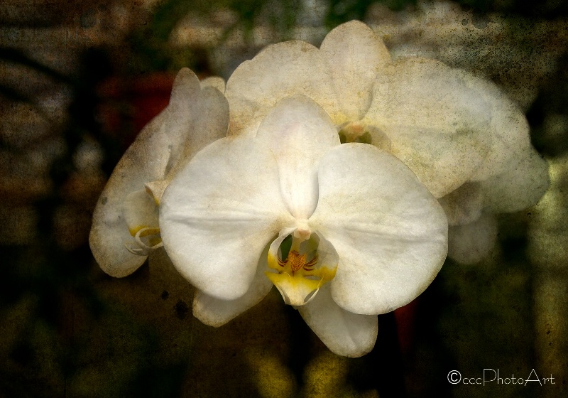 Oyster Orchids