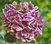 Purple-Pink Pom-P...
