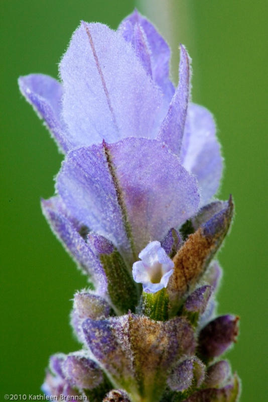 Lavender blossum