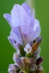 Lavender blossum