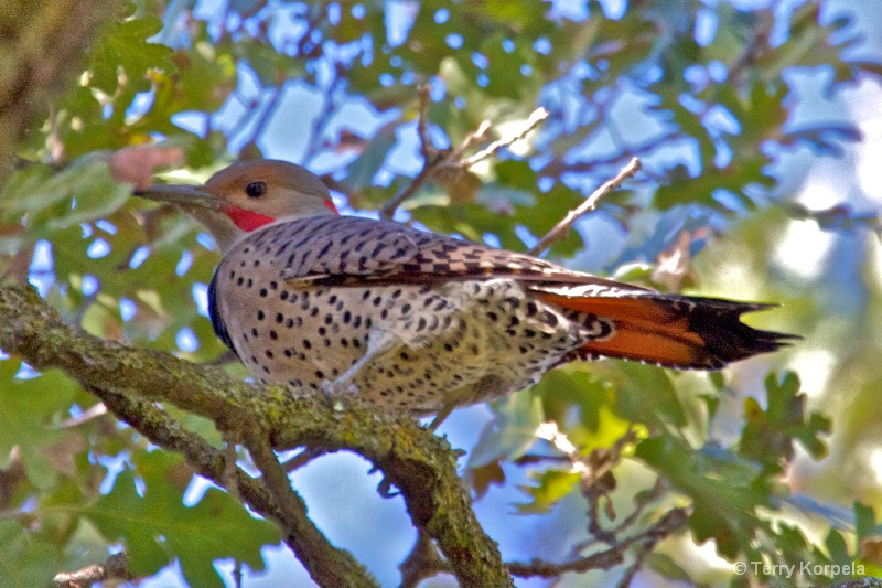 Northern flicker Woodpecker - ID: 11308243 © Terry Korpela