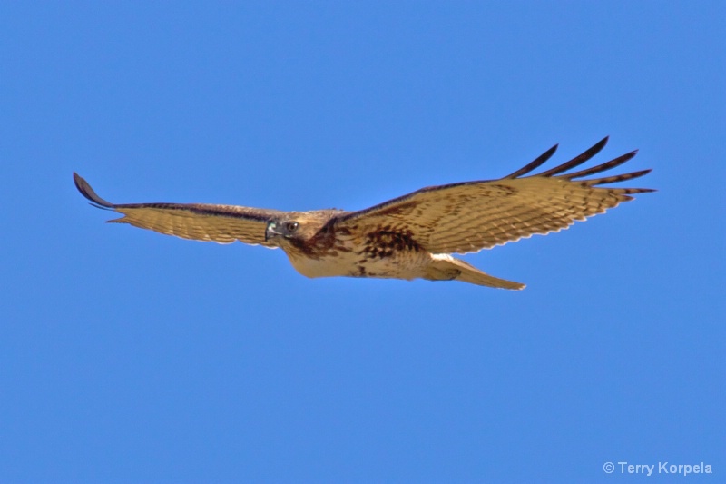 Red Shouldered Hawk - ID: 11308253 © Terry Korpela
