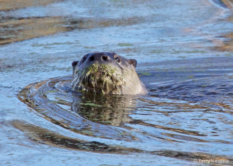 River Otter - ID: 11308256 © Terry Korpela