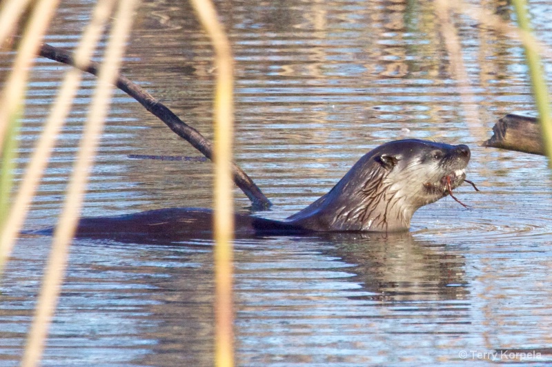 River Otter with a little snack - ID: 11308257 © Terry Korpela