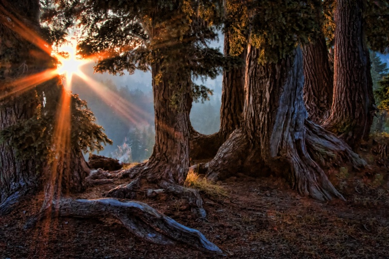 Glorious Forest