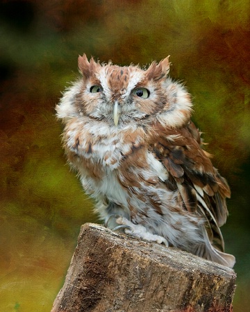 Screech Owl textured