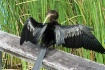 Preening Anhinga