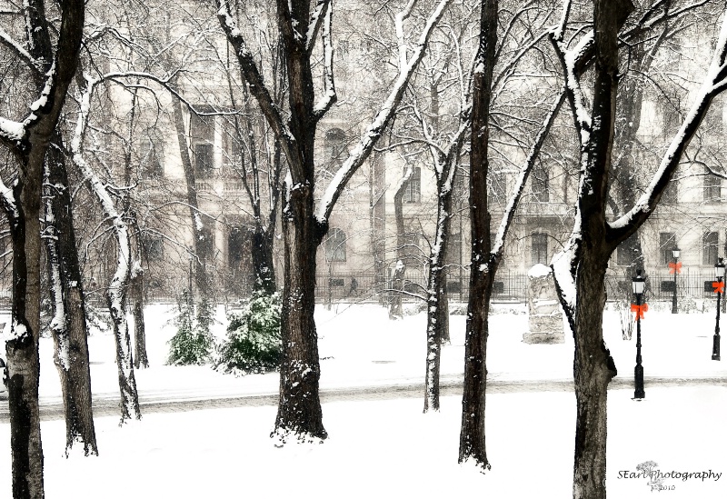 Winter Trees - ID: 11309137 © Shelia Earl