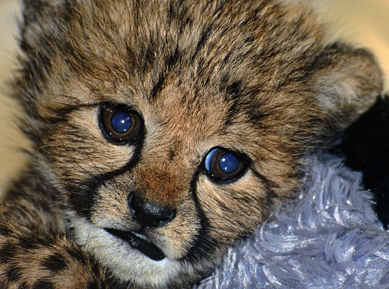 Cheetah Kitten - ID: 11309353 © Kathy Salerni