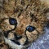 2Cheetah Kitten - ID: 11309353 © Kathy Salerni