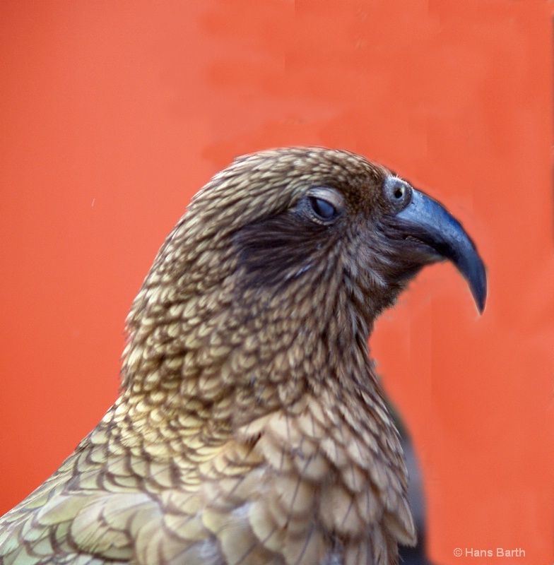 Wild bird in News Zealand