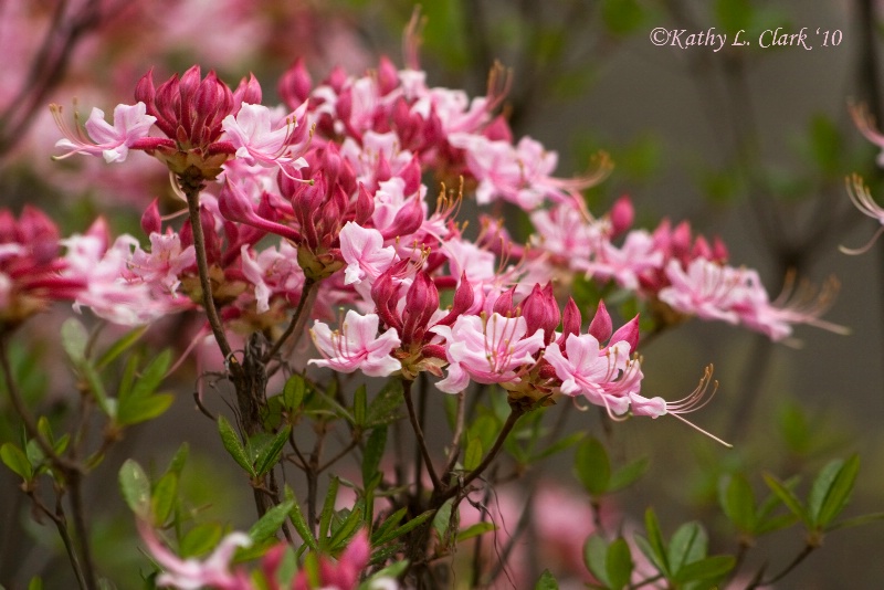 Pink Azalea Delight