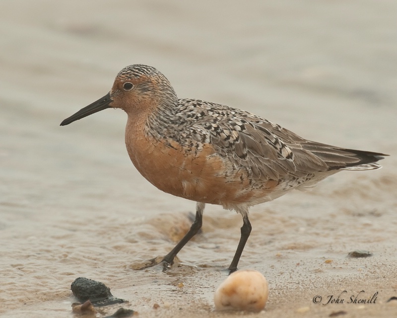 Red Knot - May24th 2009 - ID: 11309883 © John Shemilt