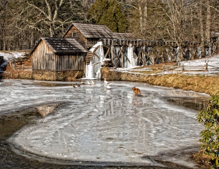 Bird Dog